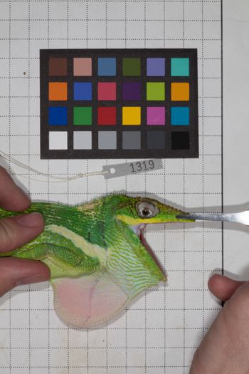 Media type: image;   Herpetology R-189458